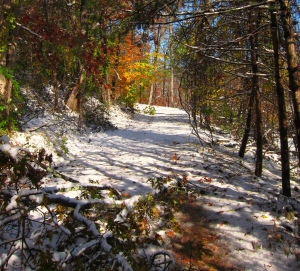 Driveway with Snow Foliage